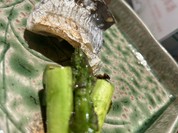 太刀魚とアスパラ炭焼