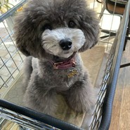 可愛い看板犬ちゃん