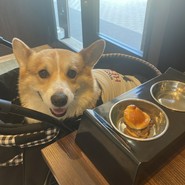 コーギーバンズバーガー