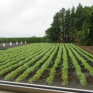 樹庵