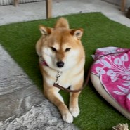 お店の入り口　外側に看板犬ハラミちゃんがお出迎え。大人しくてお利口さんです。