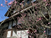 手打ちそばと朝宮茶の店 黒田園