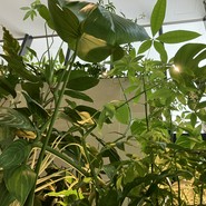 熱香森 -LA SHANG SEN- 