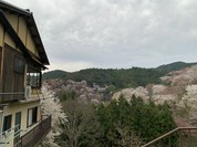 葛の元祖 八十吉 花山店