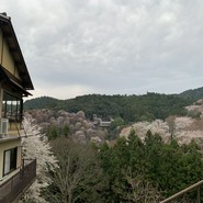 葛の元祖 八十吉 花山店