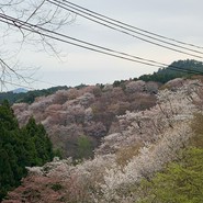 葛の元祖 八十吉 花山店