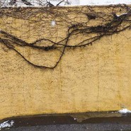 カンテ・マンフィーラ