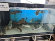 海鮮問屋一休総本店