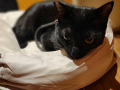 のべちぇんと　のべんた　のーべ