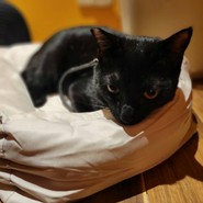 のべちぇんと　のべんた　のーべ