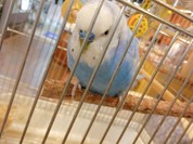 クルックス カフェオ ヨーロピアンリゾートカフェ