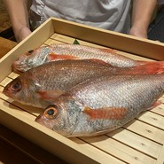 のどぐろ専門 銀座中俣 極