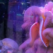 海陽閣