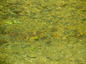 渓流茶園