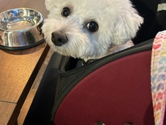 わん!リトルガーデン