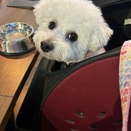 わん!リトルガーデン