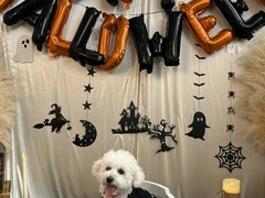 わん!リトルガーデン