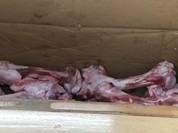 ぶたのほし（TONKOTSU BABY）