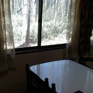 窓の外は森