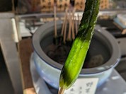 い志い