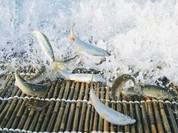 やな場堀之内やな場