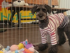 わん!リトルガーデン