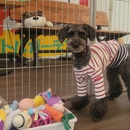 わん!リトルガーデン