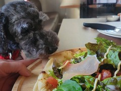 わん!リトルガーデン