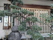 なまずや 一宮分店