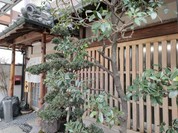 なまずや 一宮分店