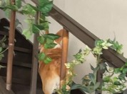 カフェ&ダイニング コボット