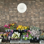 FLOWER＆FRENCH　888～HACHIMITSU～