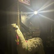 ALDO 南青山店