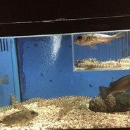 ビフテキのカワムラ神戸本店