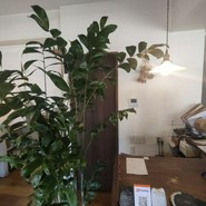 たまじゃり