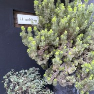 イル ネッビオ（il nebbio）