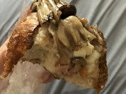 ピッコロホマレッタ