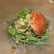 tomarico