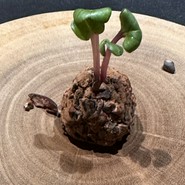 どのお料理も美味しくて、見た目も芸術的でした。これは苔玉をイメージしたお料理ですが今まで口にしたこと