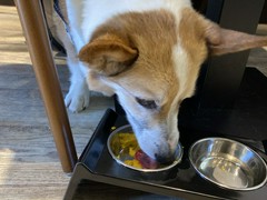 コーギーバンズバーガー