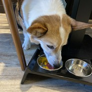 コーギーバンズバーガー