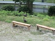 カフェ レストラン バー オンザヒル