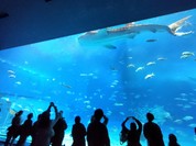 オーシャンブルー （Ocean Blue）