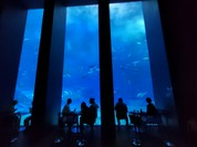 オーシャンブルー （Ocean Blue）