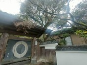 梅の花 太宰府別荘 自然庵