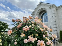 5月のバラの時期は人気です