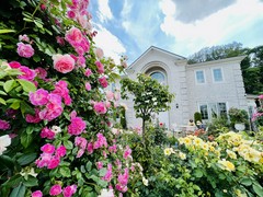 5月のバラ園は綺麗です