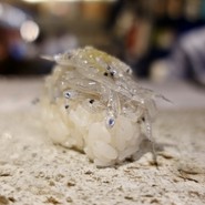 振り塩とイタリアン イル・フリージオ