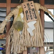 Galle de watanabe