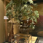 鹿児島華蓮　銀座店